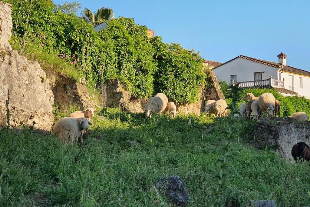 Appartamento La Terracita Del Bosque El Bosque