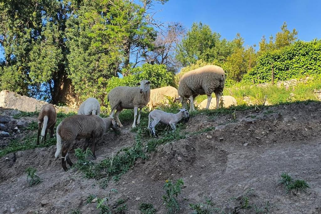 La Terracita Del Bosque Appartamento *